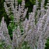 Nepeta Nuda